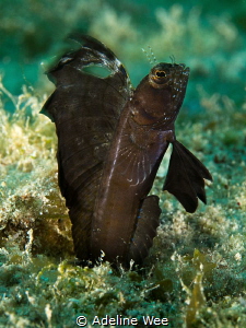 Catching the sailfin blenny in action by Adeline Wee 
